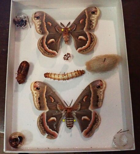 Hyalephora Cercropia Bombyx D'amérique Du Nord/Canada