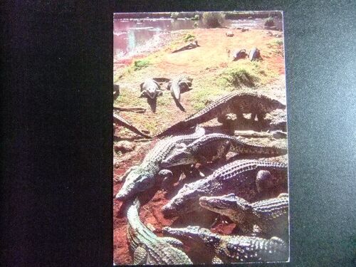 Cuba Criadero De Cocodrilos En La Cienaga De Zapata Matanzas