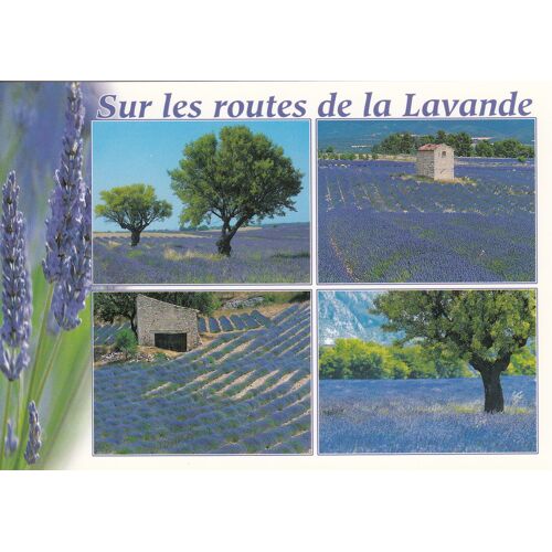 Images De La Provence : Sur Les Routes De La Lavande.