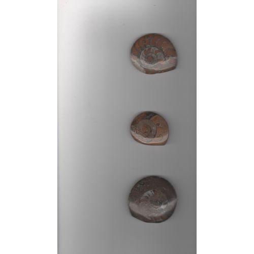 Ammonites Polies Madagascar