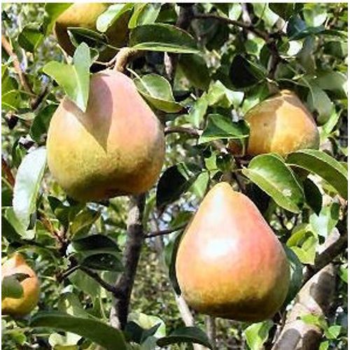 10 Graines De Poirier Pyrus Communis