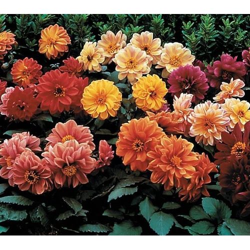 20 Graines De Dahlia Diablotin