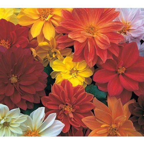 Mélange 20 Graines De Dahlia Opéra