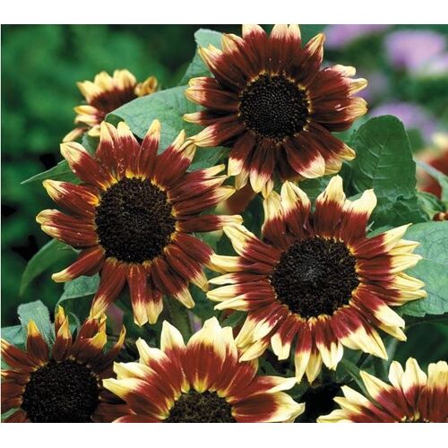 10 Graines De Soleil Florenza Tournesol