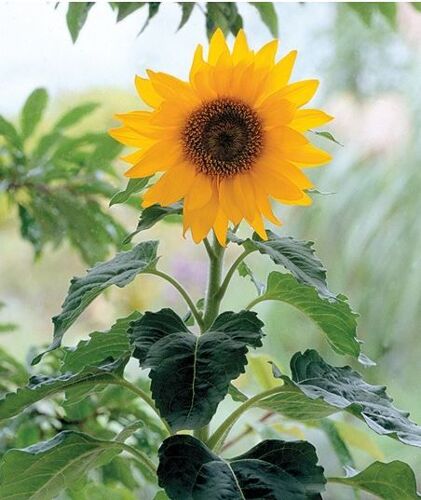 10 Graines De Soleil Solita