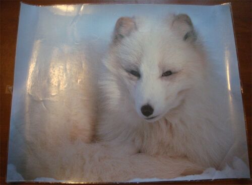 Photo Plastifiée (50 X 40 Cm) De Samoyède (Chien D'origine Nordique)