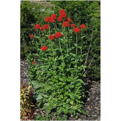 Graines De Lychnis Chalcedonica Coquelourde, Croix De Malte