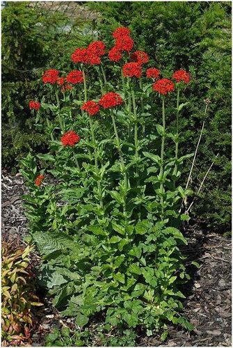 Graines De Lychnis Chalcedonica Coquelourde, Croix De Malte