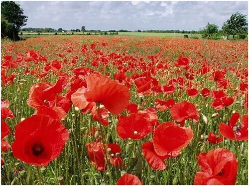 30 Graines De Coquelicot