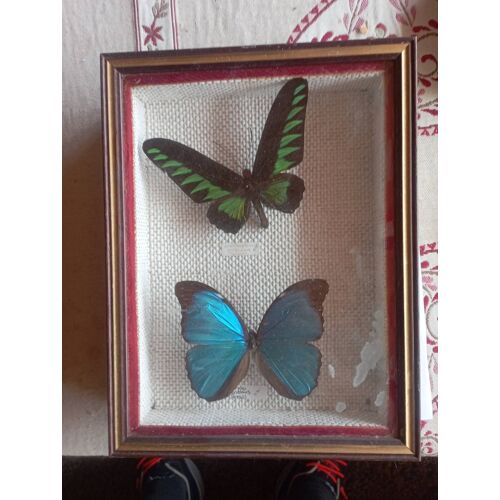 Collection Papillon 