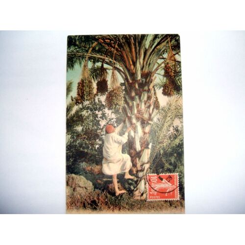 Carte Postale Ancienne - Scènes Et Types - La Récolte Des Dattes - Timbrée