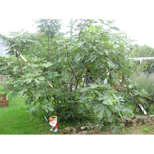 Plants De Figuiers À Planter D'octobre 2024 À Mars 2025