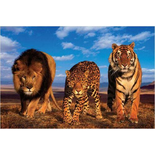 3 Gros Chats - Lion - 61x91,5cm - Affiche / Poster Envoi Roulé