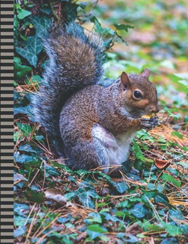 Squirrel Notebook: Large 8.5x11 Composition Journal / 100 Sheets (200 Pages) / College Ruled Diary - Blank Numbered Pages / Animal Photo Cover Design ... Taking Gift For Home-School - Work - Writing