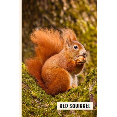 Red Squirrel: Composition Notebook For Red Squirrel Lovers , Red Squirrel Lined Journal ,6x9 Inches , 110 Pages ,Red Squirrel Diary