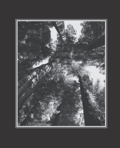 Composition Notebook: Original Art: Black & White Photography: Redwood Old Growth Trees: Humboldt County: Van Duzen River