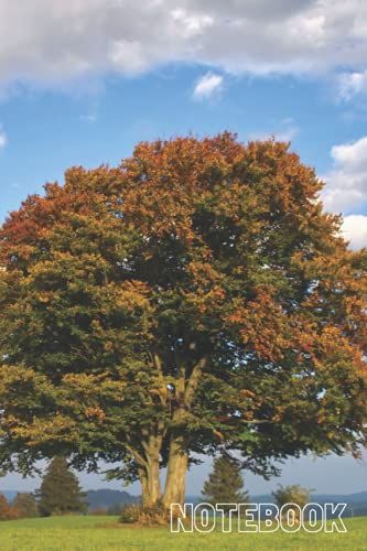 Beech Notebook: Blank Lined Composition Journal | Beech Notebook | 100 Pages