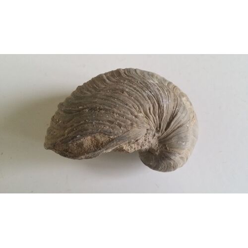 Fossile Gryphaea Arcuata 