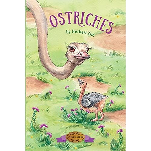 Ostriches