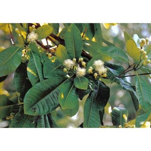 Tisane Clous De Girofle 250 Grs Bouton Floral Entier Eugenia Caryophyllat. 