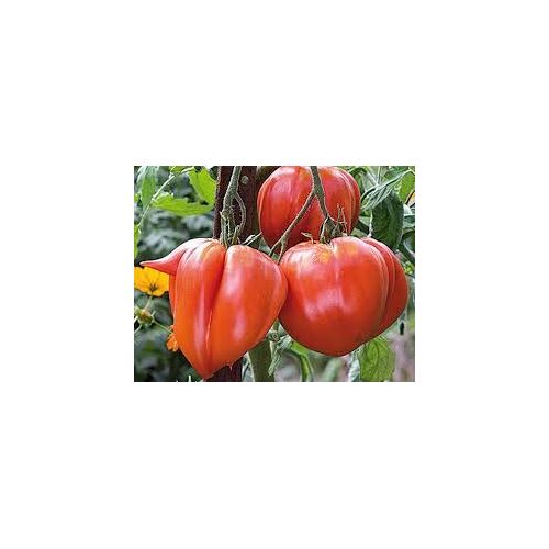 Graines De Tomate Coeur De Boeuf Rouge (Bio)