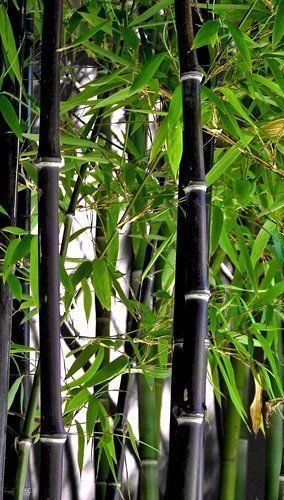 10 Graines Seeds De Bambou Noir - Phyllostachys Nigra - Rare ! Peu Trançant Et Rustique.