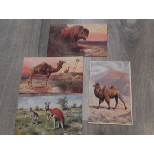 Animaux Exotiques