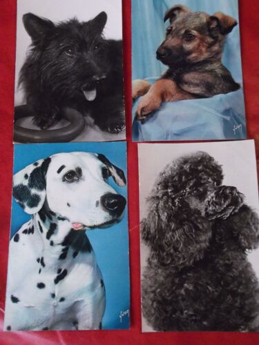 Quatre Cartes Portraits De Chien Signés Yvon