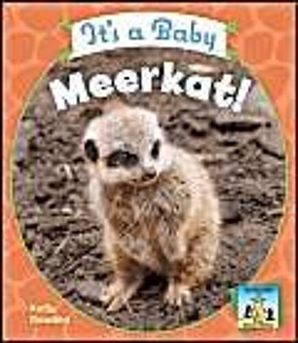 It's A Baby Meerkat!