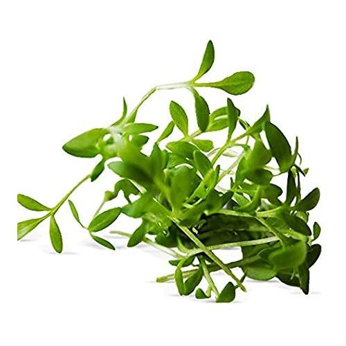 400 Graines De Cresson Alénois