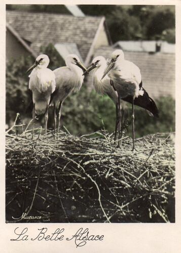 Carte Postale Ancienne - La Belle Alsace -Photo De Marasco