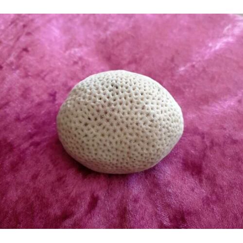 Corail Blanc En Forme De Boule