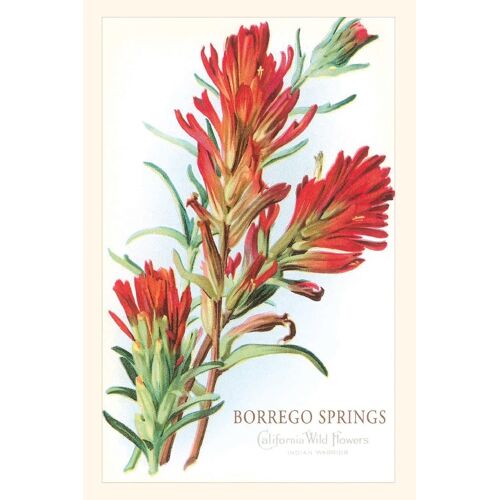 Vintage Journal Borrego Springs, Wildflowers