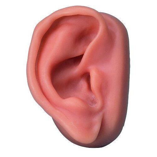3b Scientific N15/1r Modèle D'oreille Droite 