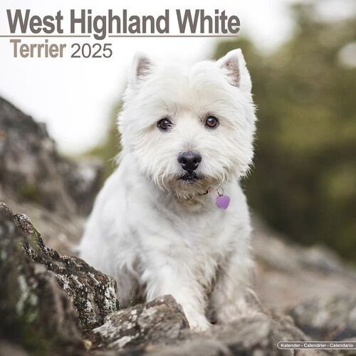 West Highland White Terrier - Westies 2025 - 16-Monatskalender