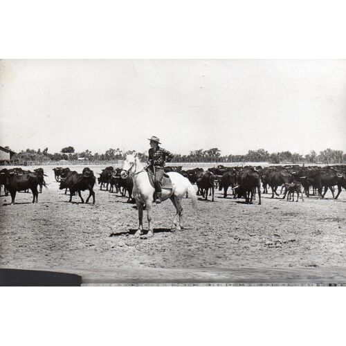 Carte Postale Ancienne - La Camargue - Gardian Et Manade De Taureaux