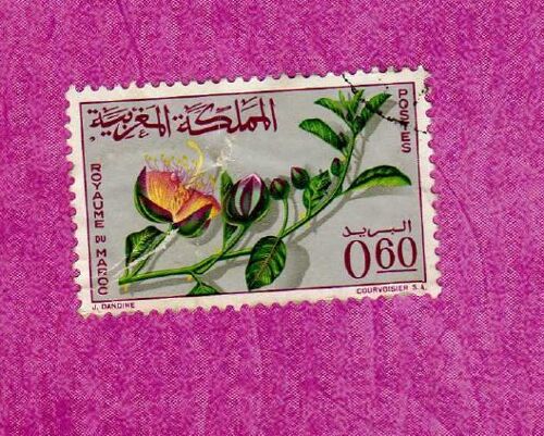 Timbre Maroc Fleur Caprier 1965