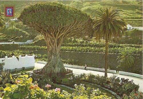 Carte Postale Icod De Los Vinos (Tenerife)