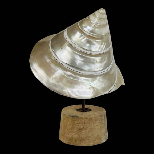 Coquillage blanc