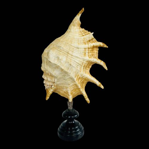 Coquillage multicolore
