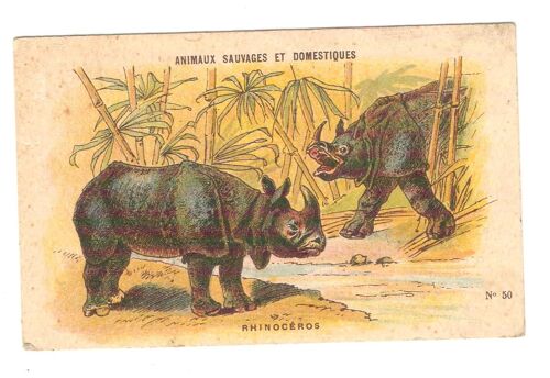Rhinocéros Image Ancienne Rhino Print Animaux Sauvages Et Domestiques Nathan N° 50