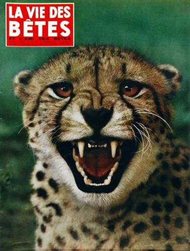 Vie Des Betes (La) N° 81 Du 01/04/1965 - Congres De Zoophilie Francaise - Les Loutres - L'aigrette - Les Lampyres - Le Diablotin - L'ile Aux Murenes - Les Manteaux De Guepard - Afrique Orientale  -   Parcs - Tous Les Suides - Le Coyote Americain -...