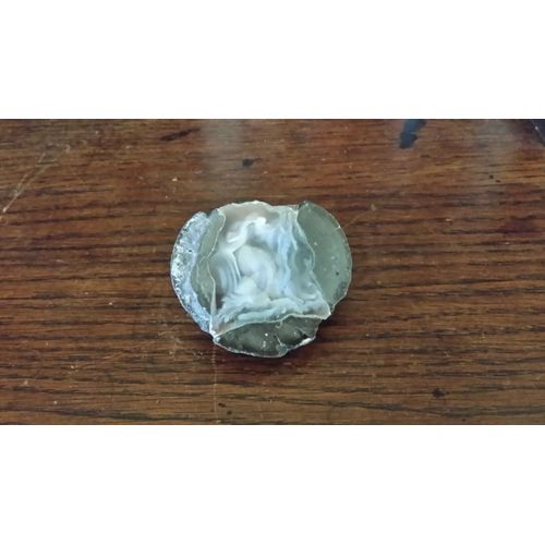 Fossile Gryphea Avec Calcite Blanche Superbe Sur Tranche