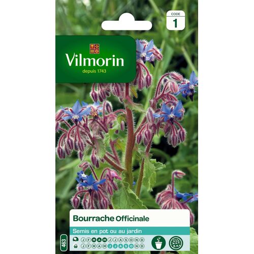 Graines De Bourrache Officinale Vilmorin
