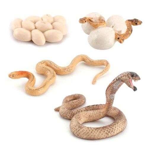 Simulation Du Cycle De Croissance Du Serpent, Modèle De Cobra, Sable, Python, Apprentissage Précoce Pour Enfants, Décoration Cognitive Solide, Figurine De Jouet