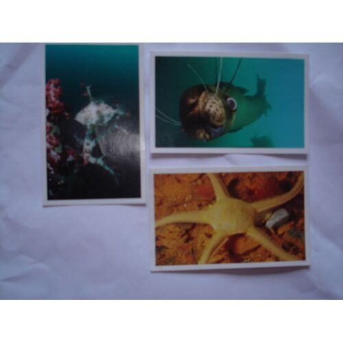 Autocollants Oceanmania