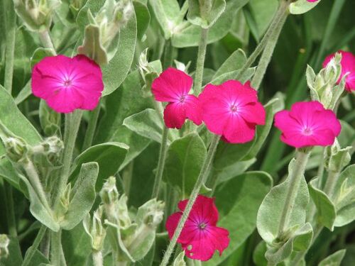 Coquelourde 100 Graines