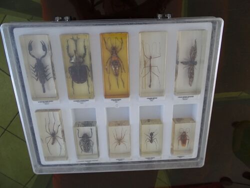 Coffret 10 Insectes Authentiques Sous Résine.