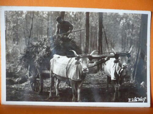 Attelage De Boeufs : Top Animation !!!!!!!!! Gros Plan 