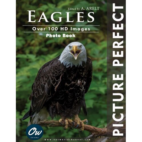 Eagles: Picture Perfect : Photo Book (Picture Perfect Photo Book)